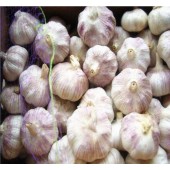 New crop normal white garlic