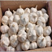New crop pure white garlic