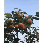 大秋柿子苗价格，批发优质精品柿子苗