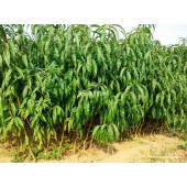 泰安吉瑞园艺场供应1-3公分的桃树苗