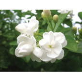 塑料香精 茉莉香精 花香香精 塑料遮味剂