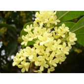 蜡烛香薰香精 桂花香精