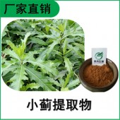 森冉生物 小蓟提取物 刺儿菜提取物 全水溶原料粉