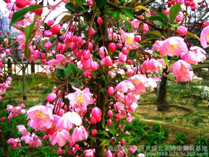 供应绚丽海棠|临沂绚丽海棠|绚丽海棠厂家