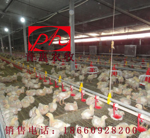 养殖设备 养鸡自动化喂料系统 饲料桶 出口品质 临沂普惠欢迎