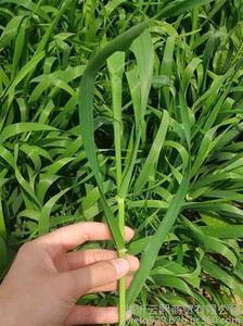 青汁对皮肤的作用|青汁|云熙商贸