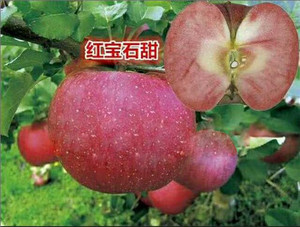 云南苹果苗价格|山东苹果苗价格