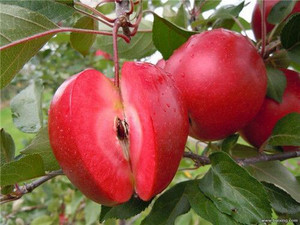 供应红色之爱苹果苗 供应红心苹果