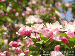 西府海棠厂家直销|西府海棠厂家|西府海棠批发