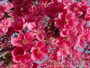 优质北美海棠|北美海棠批发|北美海棠报价