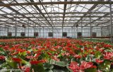 今日最新高档花卉大棚造价，新型花卉温室建造。