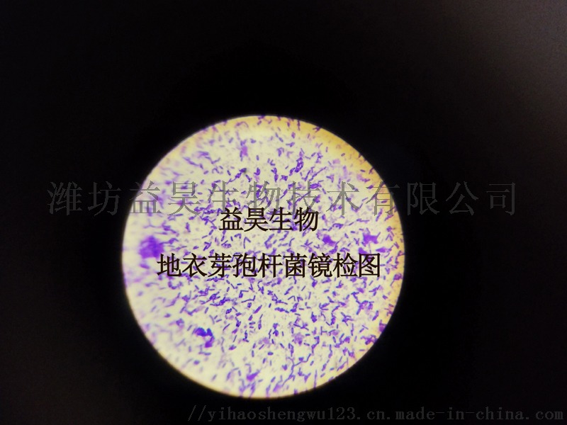 地衣芽孢杆菌镜检图片.jpg