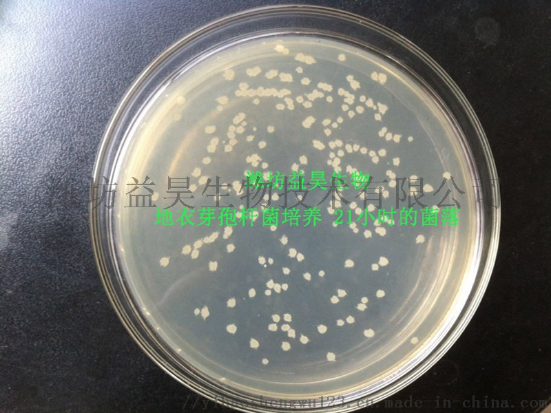 水溶肥用全溶枯草芽孢杆菌 水溶性枯草芽孢杆菌价格58099412
