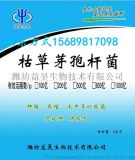 水产用枯草芽孢杆菌 枯草芽孢杆菌厂家