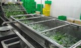 湖南蔬菜气泡清洗机 雪里红蔬菜清洗机