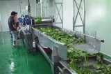 环保型蔬菜清洗机设备，自带漂烫功能，上门安装调试