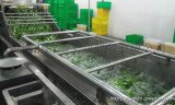 大型果蔬气泡清洗机整机不锈钢定制型号