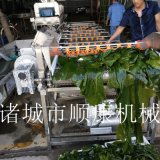 海带喷淋清洗机  顺康机械直销